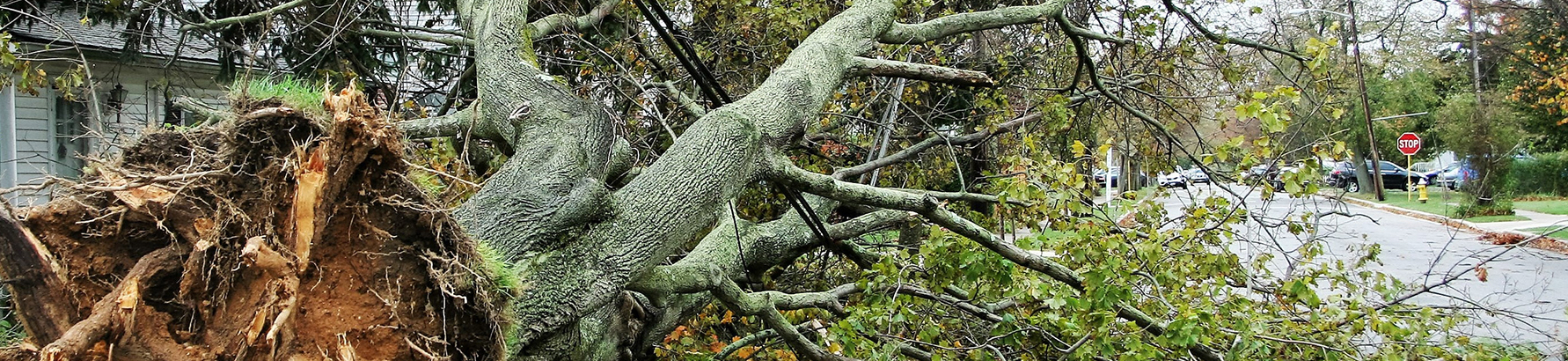 Tree downed by storm