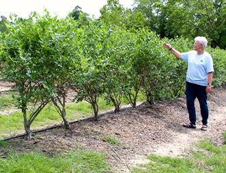 crop insurance blueberry_thumbnail