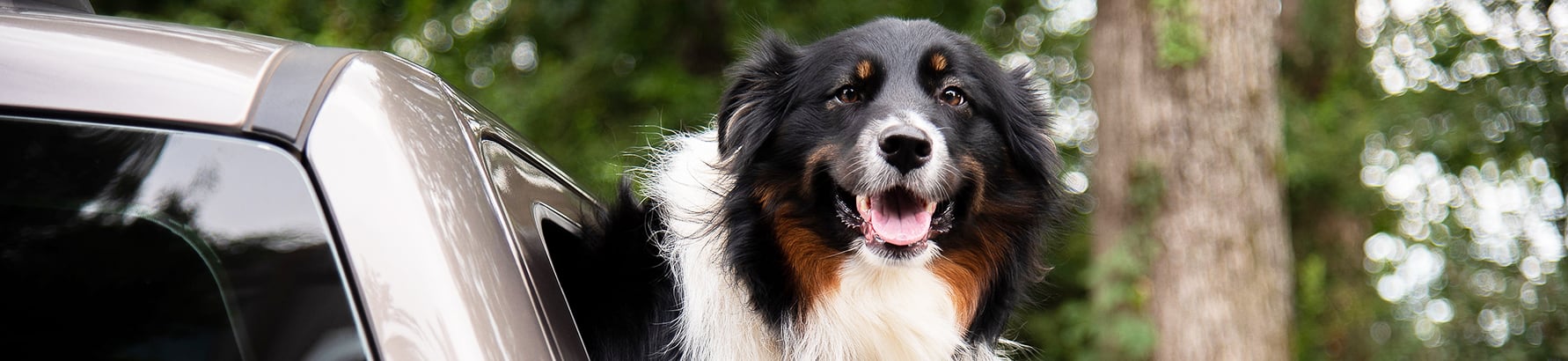 Dog named Lucky riding in truck