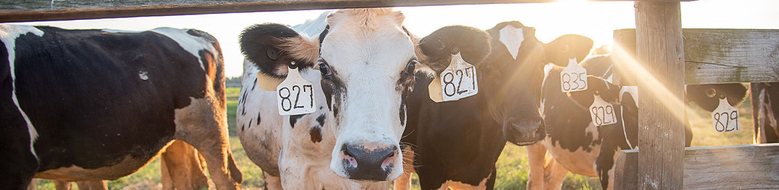 Focus on Dairy