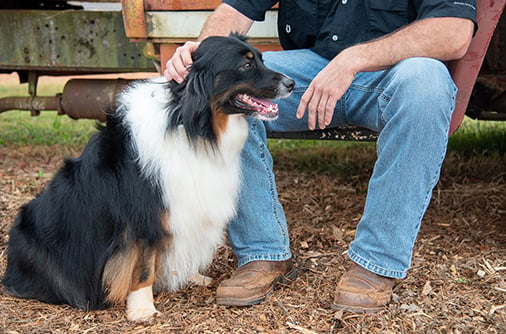 Lucky the Dog Helping a Farmer